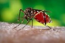 Infestação do mosquito da dengue tem nível médio em Congonhas