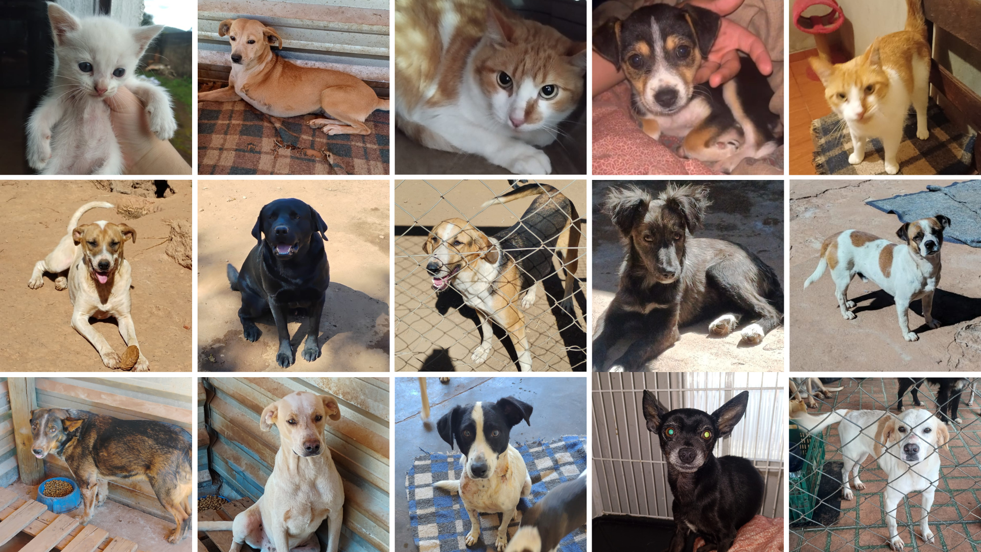 Lei 4.060/2022 - Semana Municipal da Adoção de Animais