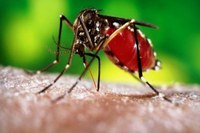 População deve reforçar combate ao Aedes aegypti durante as chuvas