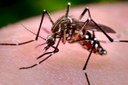 Região busca capacitação para tratamento da Chikungunya