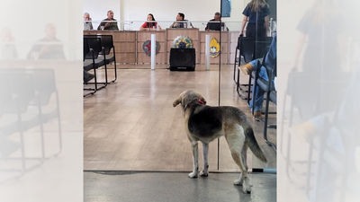 Situação da causa animal volta ao plenário e gera novas cobranças dos vereadores